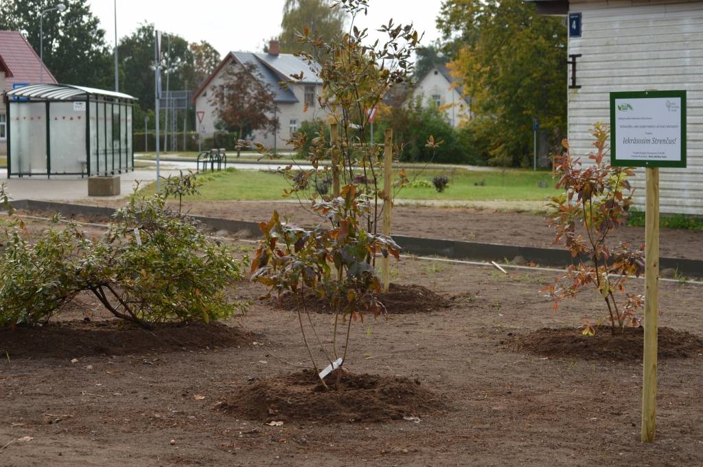 Strenču novada pašvaldība atsaukusies vienam no Latvijas simtgades gaidīšanas projektiem un iekrāsojusi Strenčus ar rododendriem un dažādu nokrāsu kalnu priedēm.                                                       
Autors:  SANDRA PĒTERSONE