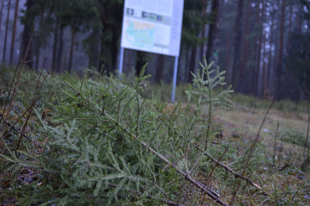 No sestdien Smiltenē, Drandu ielas galā, atvestajām Ziemassvētku eglītēm vakar no rīta pāri bija palikušas vien dažas. Būs atkal jauns pievedums.                                                                                        
Autors:  SANDRA PĒTERSONE