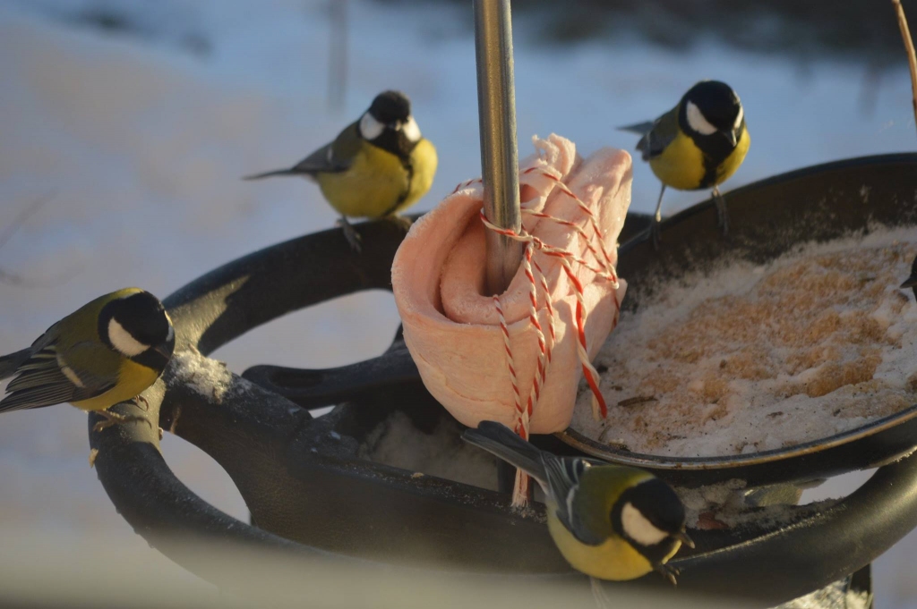 Autors: Sarmīte Ozola