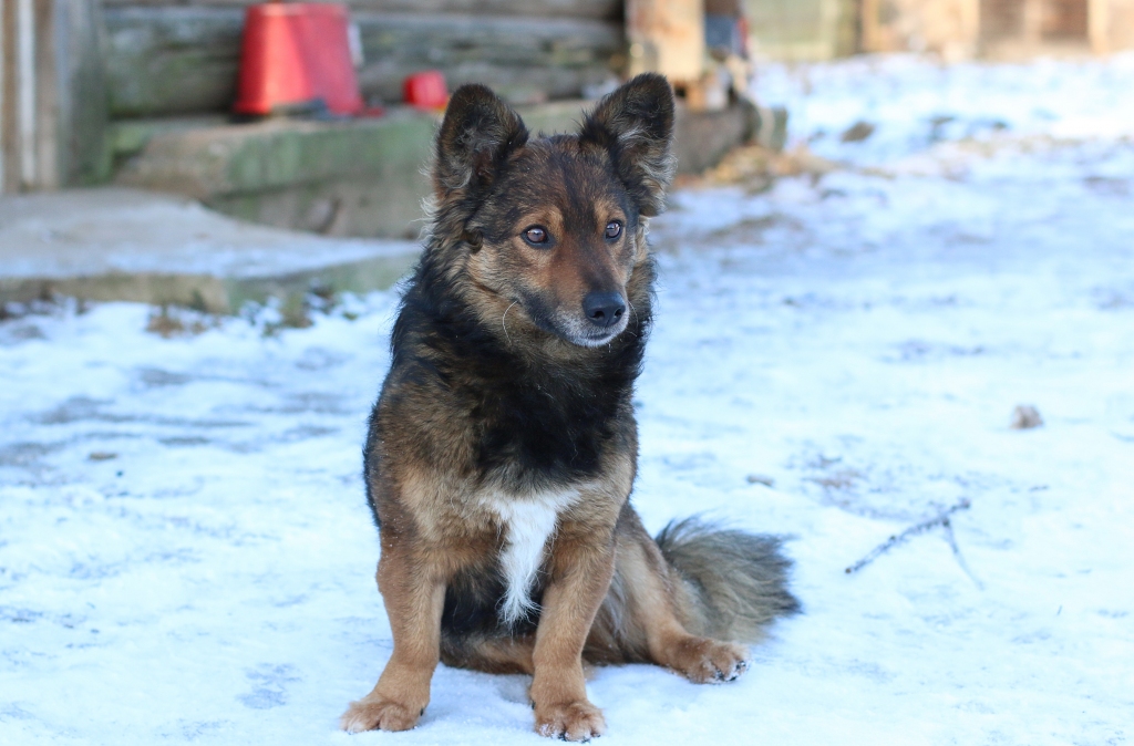 Pagājušajā otrdienā Reksi no “Medņu” mājām Variņu pagastā veda čipēt uz veterināro klīniku Smiltenē. Kad pienāca laiks posties mājup, Reksis pēc pārdzīvotā aizmuka, viņa meklēšanā iesaistījās daudzi, bet tā nedeva cerēto rezultātu.                                                                                       
Autors: SANTA SINKA
