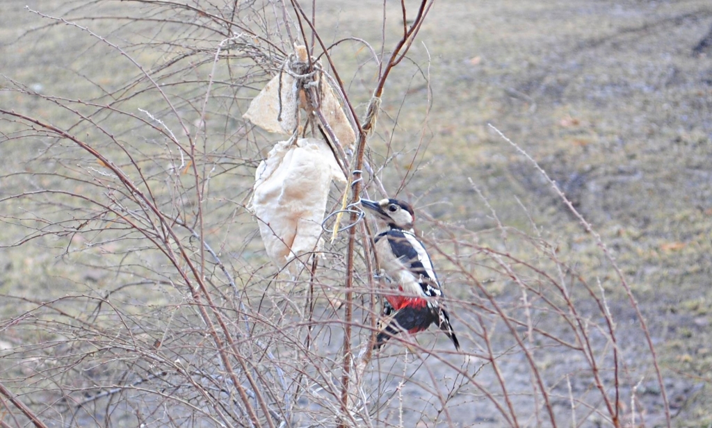 Autors: Sarmīte Ozola