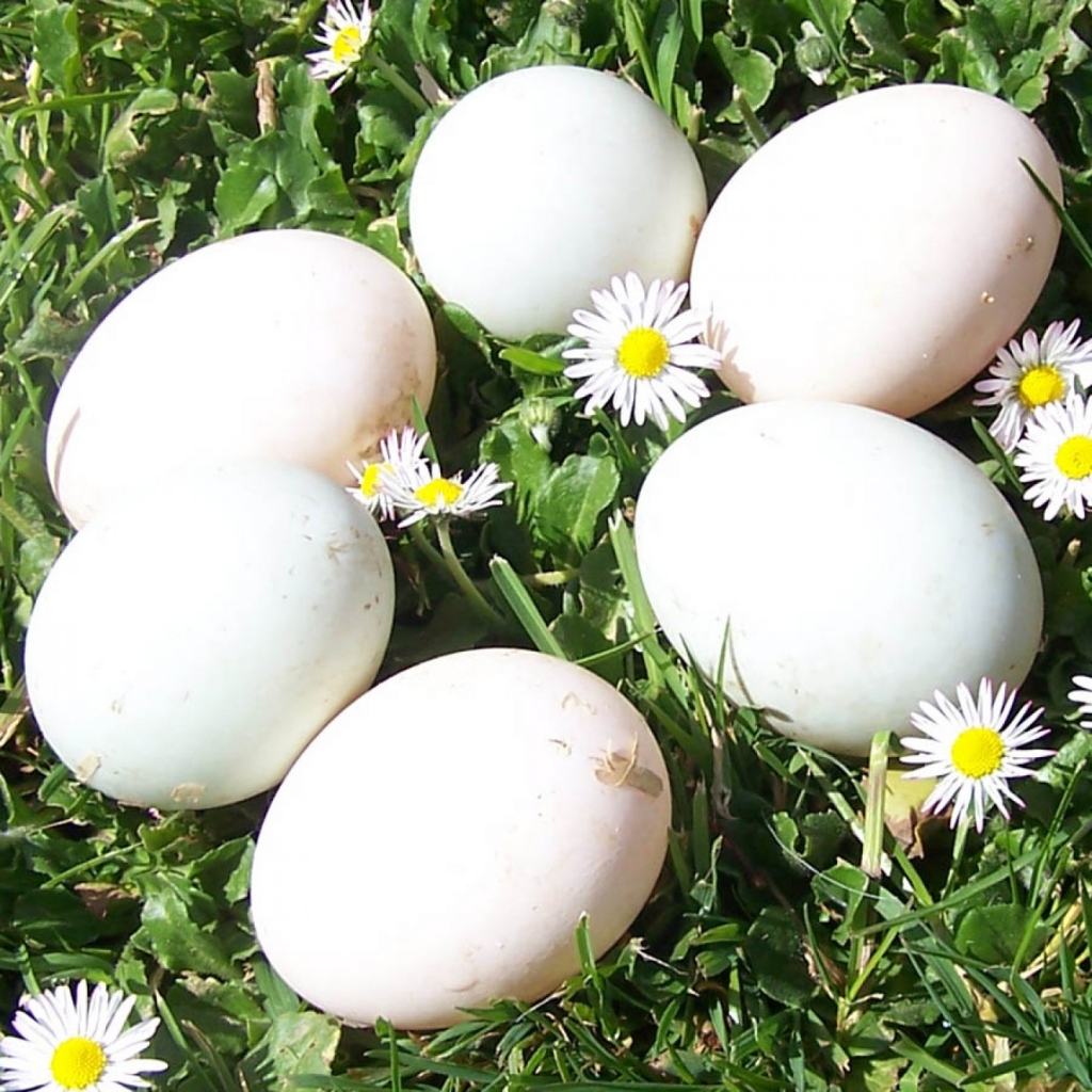 Autors: Zemnieku produkti