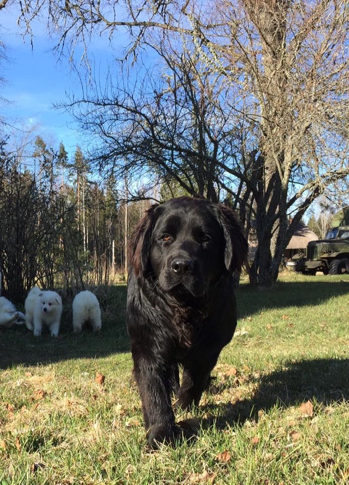 Aluksniesiem.lv raksta attēla aizvietotājs