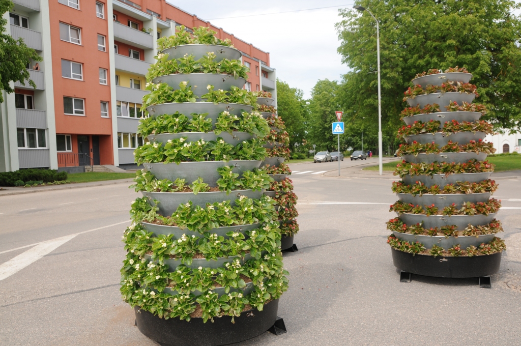 Tuvāk aplūkojot nesen Valkā uzstādītās puķu piramīdas Raiņa un Rīgas ielas krustojumā uz drošības salas, var pamanīt, ka papostīti leduspuķu stādījumi.                                                                                                   
Autors:  INGA KARPOVA