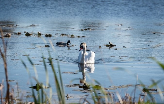 Autors: AGNIS MELDERIS