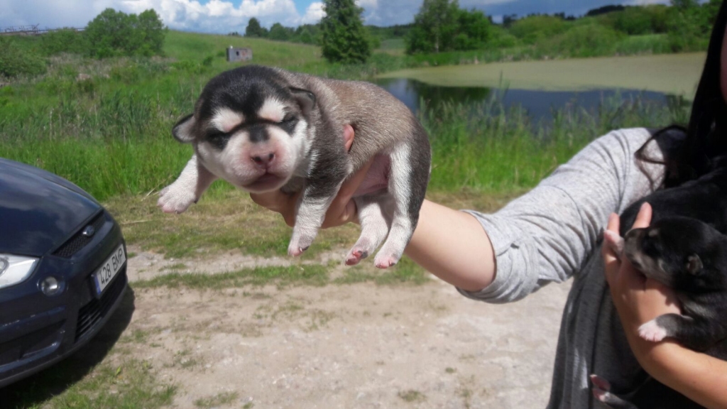 Aluksniesiem.lv raksta attēla aizvietotājs