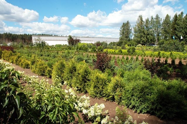 Strenču kokaudzētavā