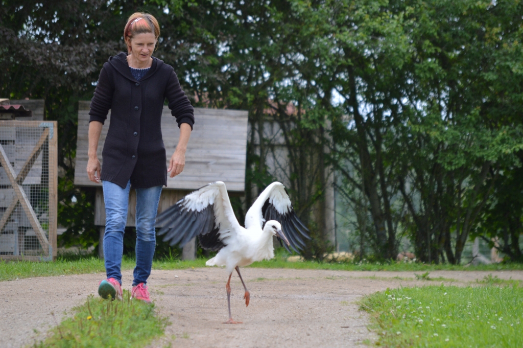 Launkalnes pagasta zemnieku saimniecība “Ezerlejas” ir tuvu un tālu zināma sava mini zoodārza dēļ, kas vienlaikus ir patversme slimiem vai bezpalīdzīgiem zvēriem un putniem, arī stārķu jaunulim Fredim, kura audžumamma ir “Ezerleju” saimniece Evita Jākobsone. Kas notiks ar mini zoodārza iemītniekiem, nākotnē būs jaunā saimniecības īpašnieka ziņā.    
Autors: FOTO: SANDRA PĒTERSONE 