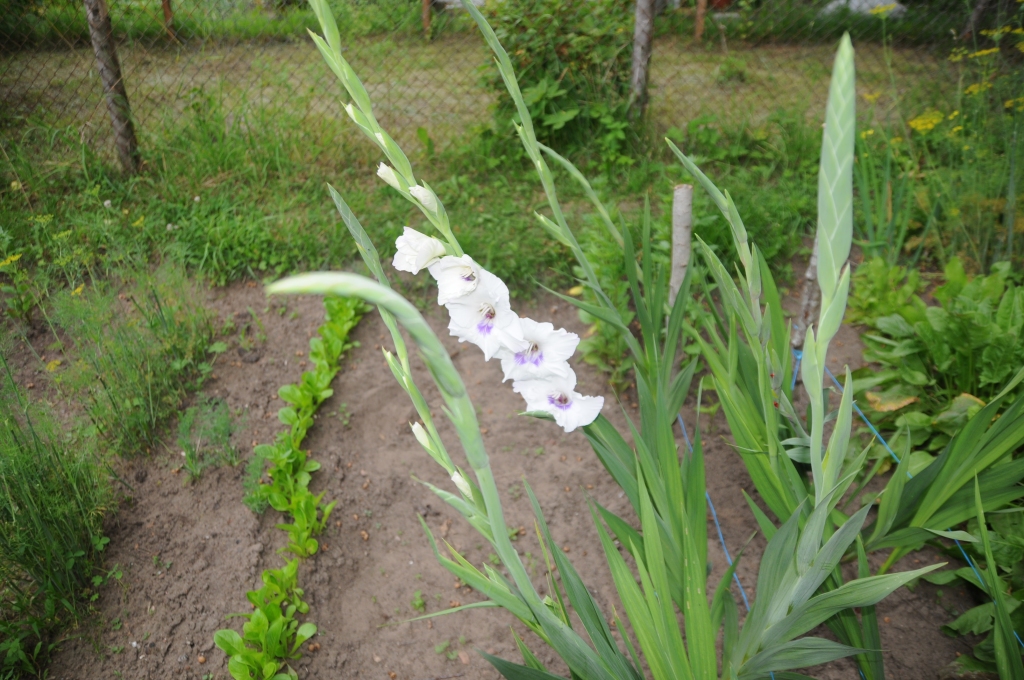 Laika apstākļus reizēm var apmānīt – neskatoties uz vēlo pavasari un vasaru, tie, kas gladiolas iestādīja maija sākumā, drīz tiks pie ziediem. 
Autors: INGA KARPOVA