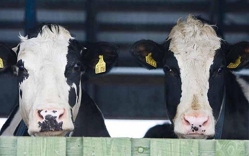 Dienas otrā puse tiks pavadīta Strenču novadā, apmeklējot  piena lopkopības saimniecību 