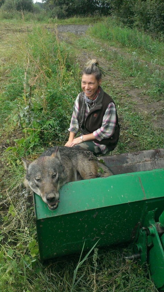 Evita Putirska ir pieredzējusi Bilskas pagasta Lobērģu mednieku biedrības “Iekari” medniece, un šis viņas nomedītais vilks kā trofeja var pretendēt uz zelta medaļu.
