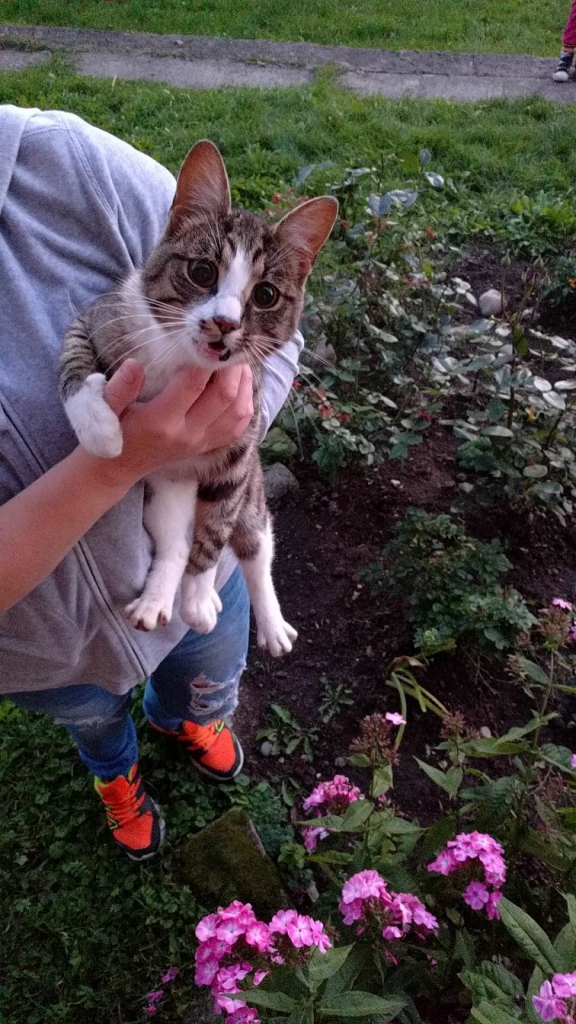 Šis mīlīgais, pret bērniem draudzīgais runčuks Launkalnē palicis bez saimnieka un mājām. Tiek meklēts labs cilvēks, kurš kļūtu par dzīvnieka jauno saimnieku.                                                                            
Autors:  NO PERSONĪGĀ ARHĪVA 