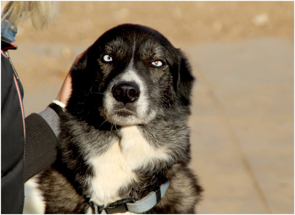 Foto @ZandaRa, Babete – suns, kuru dienu vecu atrada miskastē. Andra viņu izbaroja. Babetei ir epilepsija. Viņa uz mūžiņu ir Andras suns. 