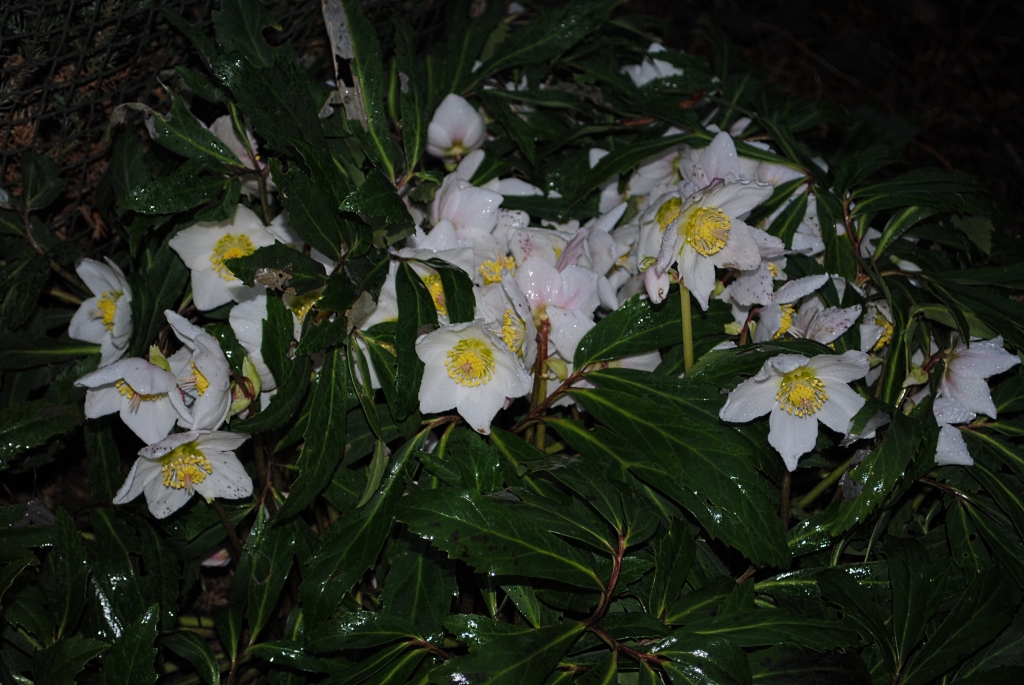 Autors: Sarmīte Ozola