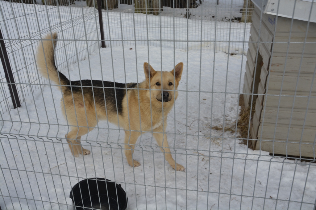  Smiltenes novadā, netālu no Brutuļiem, kādās lauku mājās pieklīdis pēc izskata pajauns smilšu krāsas suņu puika. 