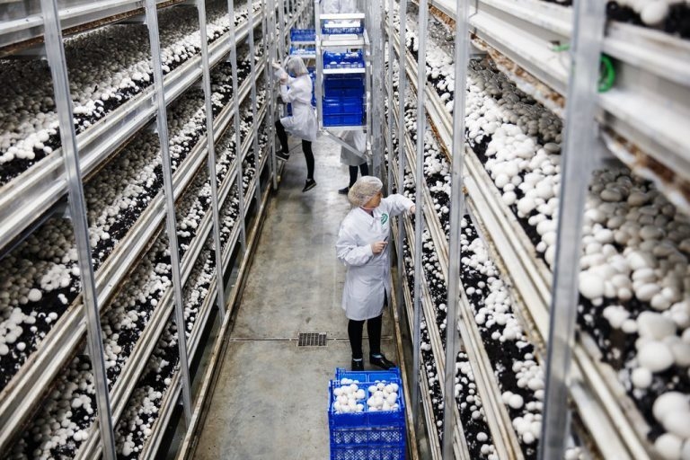 Sēņu audzētavā šampinjoni bija sastādīti piecos stāvos un to novākšana bijis pārbaudījums mugurai. Arī sanitārā puse bijusi ļoti stingra – telpās nedrīkstēja atrasties ar ielas apaviem, tie bija jānomaina pret speciāliem.       
Autors:  Sputnik/Scanpix/LETA