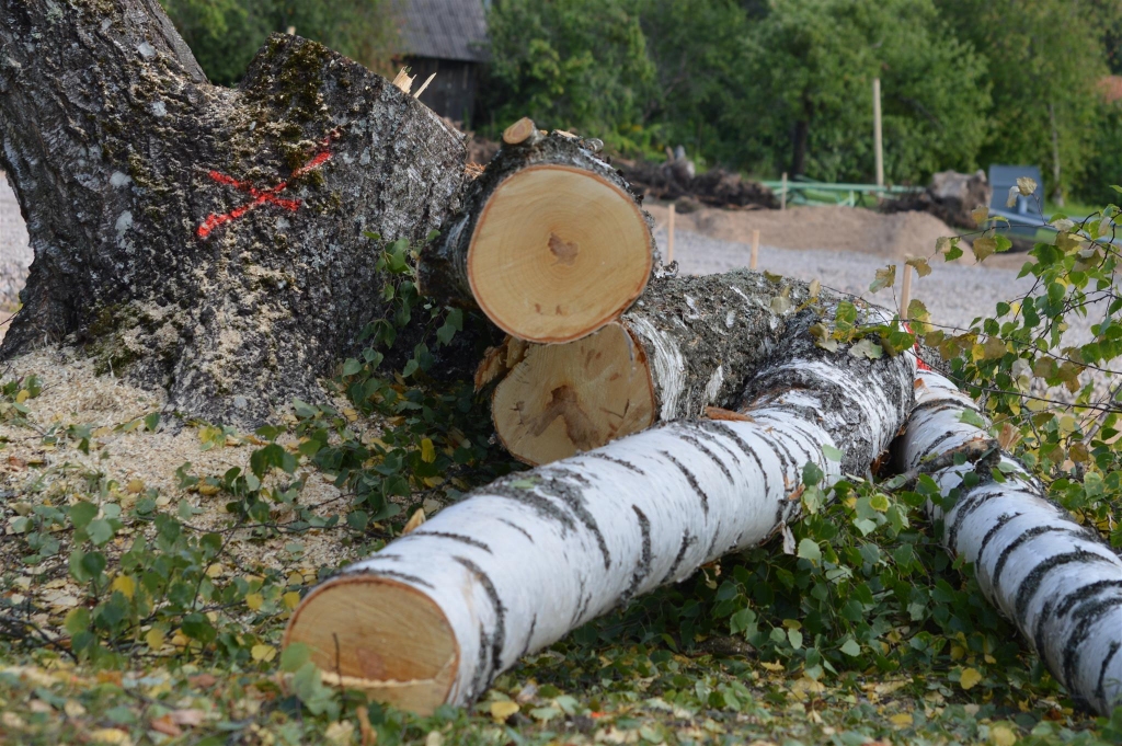 Koku ciršana sabiedrībā ir jutīga tēma. Tā noticis arī šoreiz, kad Smiltenes iedzīvotājiem negaidīti, iepriekš neuzklausot viņu viedokli publiskajā apspriešanā, Dakteru ielas malā pie vidusskolas pārbūvējamā sporta laukuma pēc pašvaldības ierosinājuma tika nozāģēti septiņi lieli, skaisti bērzi.                                                                                                                                                                                
Autors:  SANDRA PĒTERSONE