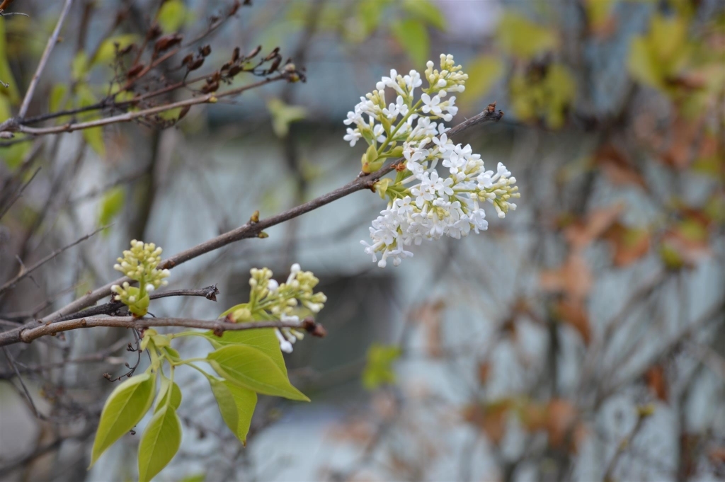 Smiltenē kādas mājas dzīvžogā Dakteru ielas malā oktobra sākumā zied  ceriņi. Izplaukušie ziedi gan nesmaržo tā kā pavasarī, taču ir skaists akcents uz rudenīgā fona.
Autors: Sandra Pētersone
