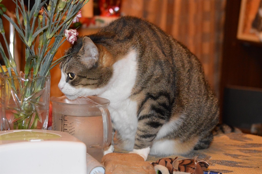 Kādas Silvas seniores barotie bezpajumtes kaķi, esot tikpat skaisti, kā viņas mājas mīluļi (attēlā – mājas runcis Roberts), un ja kāds vēlas, var dot šiem bezpajumtniekiem mājas.
Autors: Sandra Pērsone