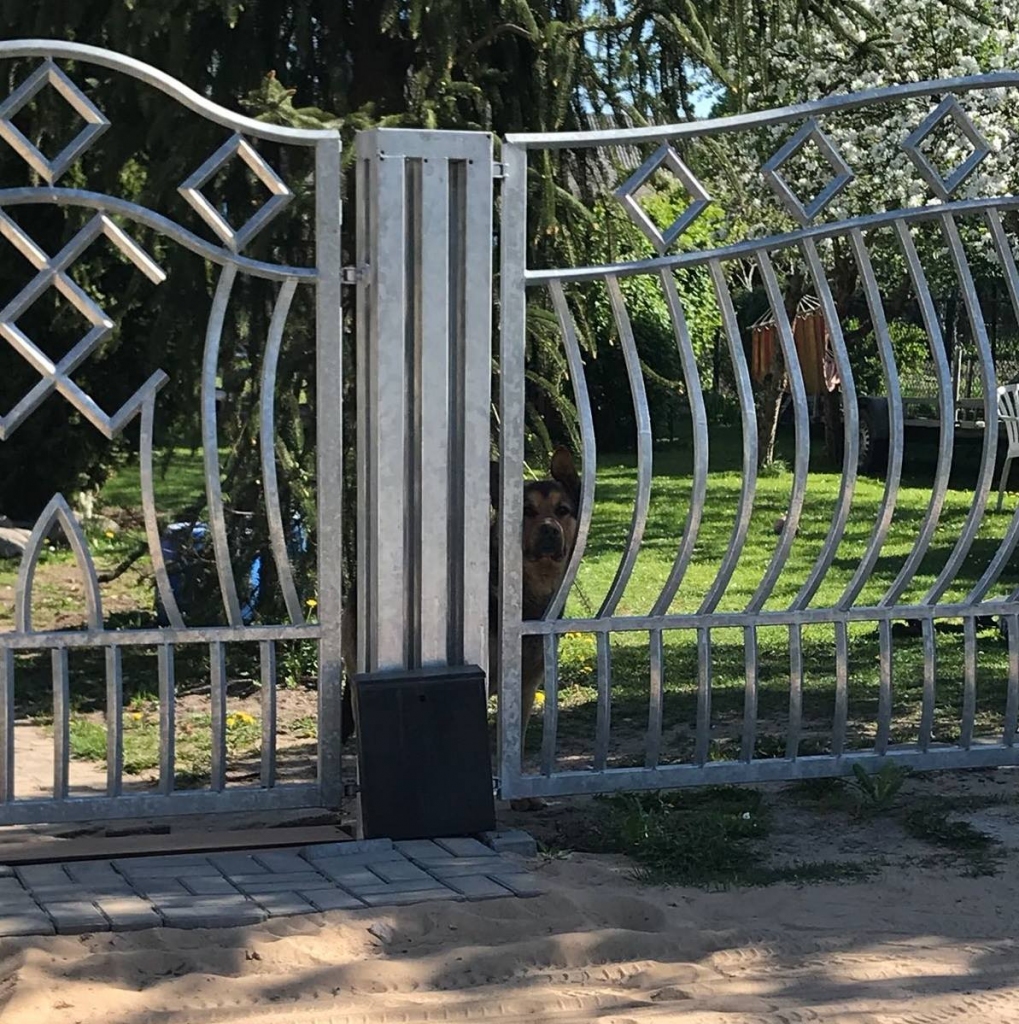 Neatbilstoša pastkastīte un nikns suns.