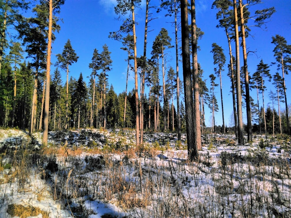 Drīz mežizstrādes darbi sāksies Smiltenes piepilsētas mežā, teritorijā starp Saltupu un Dārza ielu, pēc kuru pabeigšanas ainava būs līdzīga attēlā redzamajam sakoptajam piepilsētas mežam pie Zaķu ielas. Tur  otrais izlases cirtes paņēmiens jau ir veikts.                                                                                                                         
Autors:  KASPARS SPIRKS