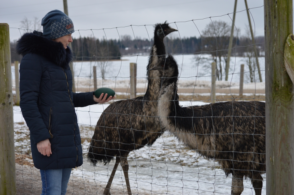 Launkalnes pagasta “Ezerleju” mini zoodārzā Austrālijas emu pāris dzīvo kopš pērnā pavasara. To, ka šogad viņiem būs pirmā ola, saimniece Evita Jākobsone negaidīja.                                                                  
Autors:  SANDRA PĒTERSONE