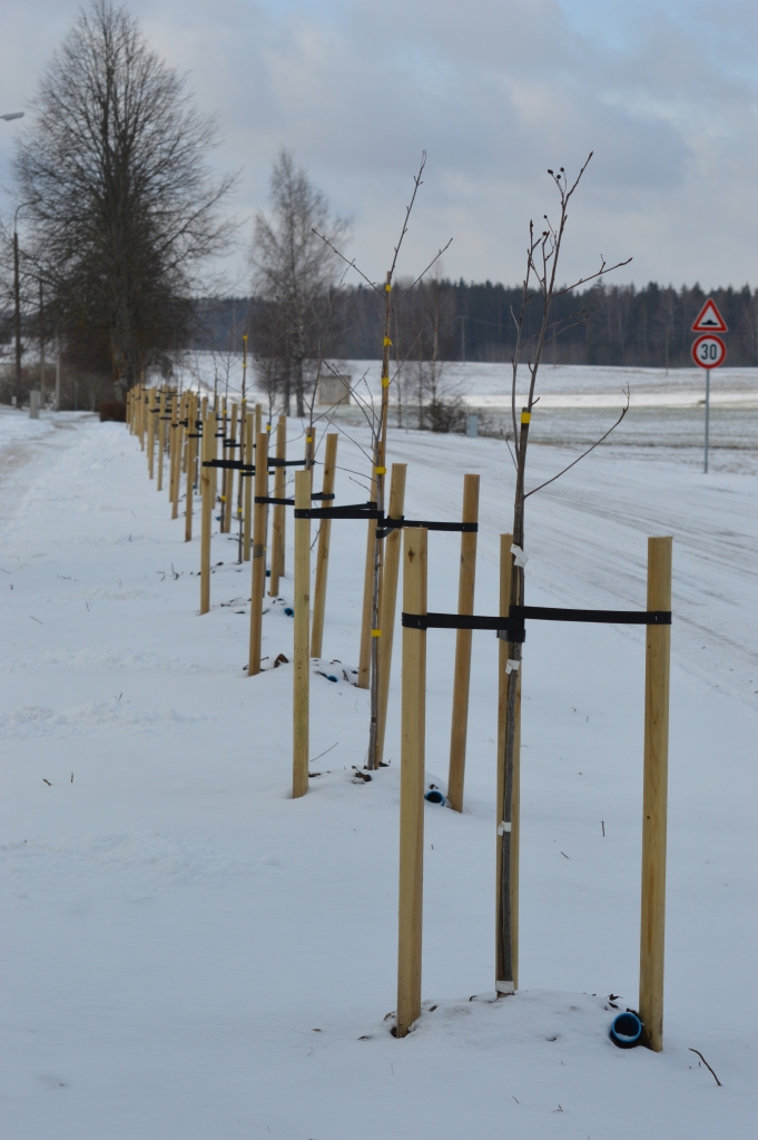 Liepas pie Variņu pamatskolas, Oktobra ielas malā, nomainījuši Zviedrijas pīlādži. Šis būs pirmais gads, kad iedzīvotāji pilnībā varēs novērtēt pārmaiņas.                                                                                     
Autors:  SANDRA PĒTERSONE