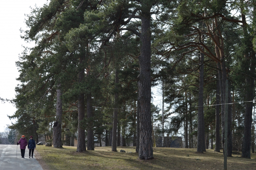Lielākā daļa dižkoku apzināti priežu audzē Dakteru ielas malā netālu no Tepera ezera. Tuvumā dzīvojošie gados vecākie smiltenieši zina stāstīt, ka priedes tur auga jau tad, kad viņu vecāki aizvadītā gadsimta 20. gados tur cēla savu māju.                                                                                                                                                       
Autors:  SANDRA PĒTERSONE