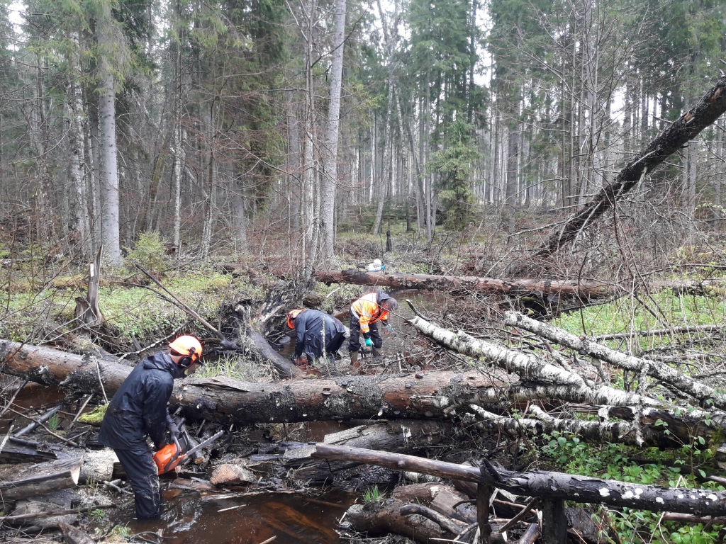 Šomēnes Smiltenes novadā talkā strādāja Meža pētīšanas stacijas kolektīvs, attīrot Ludzes upi no kritalām. Attēlā – siekstu no upes laukā velk Meža pētīšanas stacijas direktora vietnieks Uvis Dambergs (priekšplānā) un Jelgavas informācijas centra vecākais mežkopis Andris Gulbis.                                                                                                                                               
Autors:  MEŽA PĒTĪŠANAS STACIJA