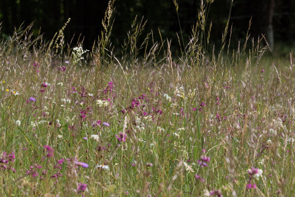 Autors: Latvijas Dabas fonds