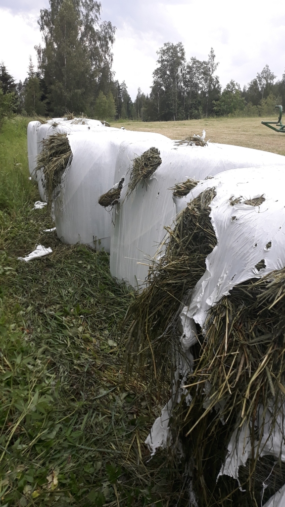Kārķi pagastā pirms Līgo svētkiem lācis (varbūt pat vairāki) asinājis nagus pie skābbarības ruļļiem.                                                    
Autors:   ARNIS BULLENREITERS