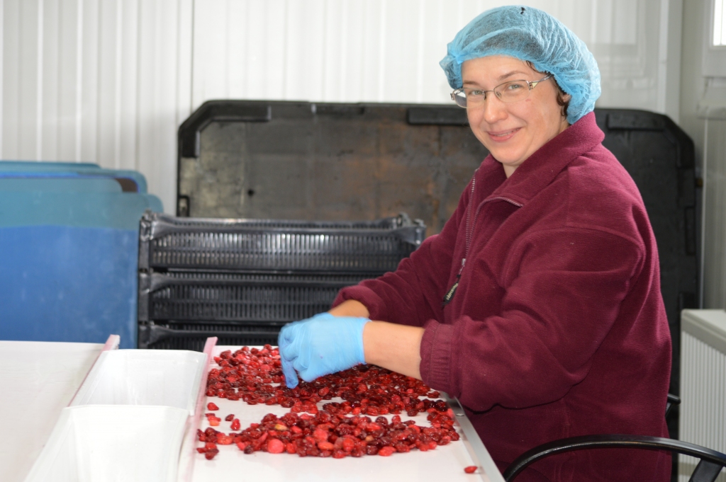 Uzņēmums “Very Berry” Apes novada Gaujienas pagastā dod darbu arī kaimiņu novadu iedzīvotājiem. Grundzāliete Liene Vērse uzņēmuma ogu pārstrādes cehā strādā jau piecus gadus.
Autors: SANDRA PĒTERSONE