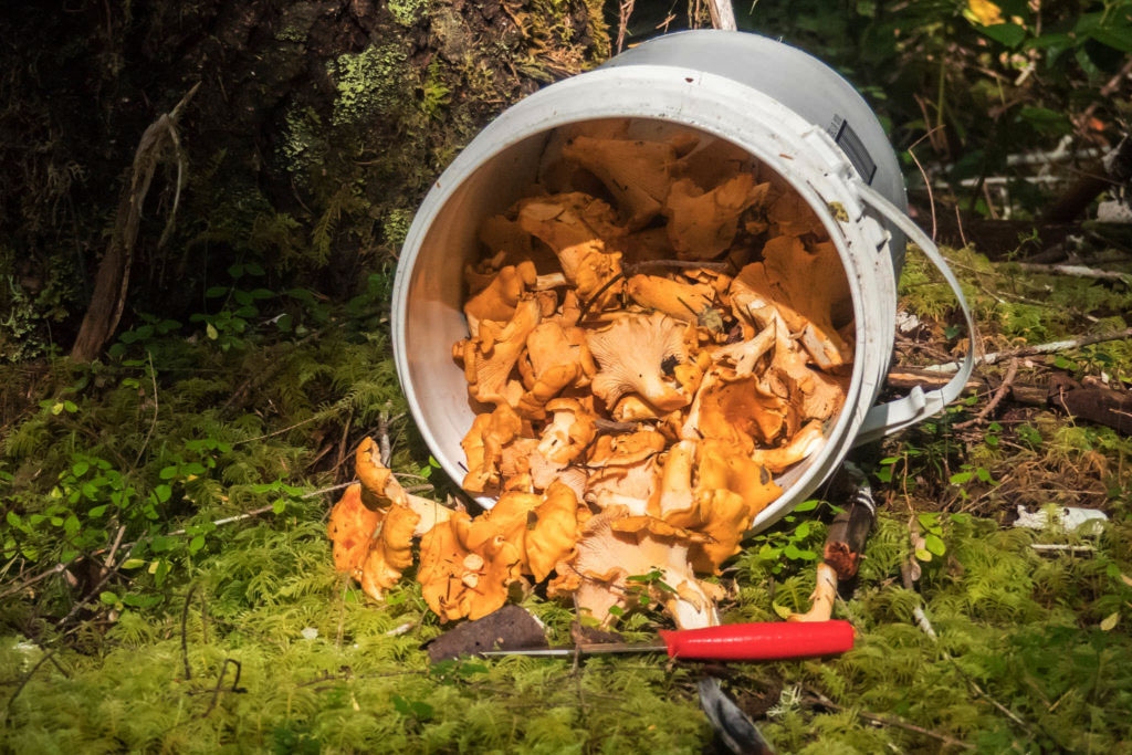 Autors: vancouverislandfreedaily.com