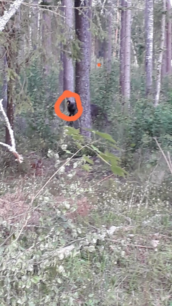 Aizvadītās nedēļas nogalē Latvijas–Igaunijas pierobežā redzēti klejojam lāči. 
                      
Autors:  NO PERSONĪGĀ ARHĪVA