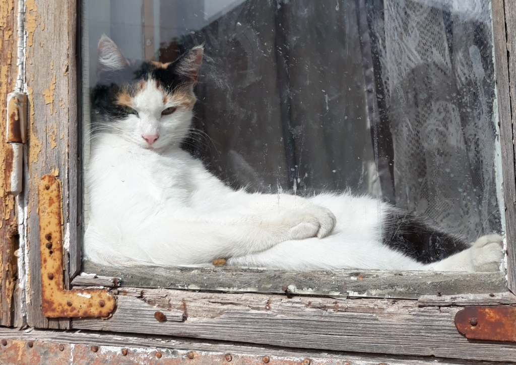 Mana kaķenīte Grieta atpūšas pēc garas darba dienas. Kaķīte dzīvo Smiltenē, Baznīcas laukumā. :)
Autors: Signe Linkuma