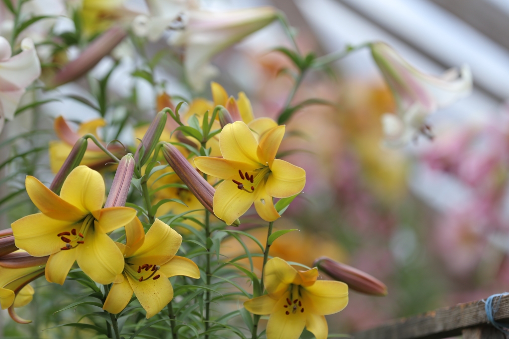 Jūlija pašā viducī laikraksts “Ziemeļlatvija” dodas ciemos uz vietu, kur galvu reibina patīkams aromāts, kur acis priecē krāšņi ziedošās lilijas. Blomes pagasta “Sirmiņos” lilijas ir izkonkurējušas visas pārējās puķes, par rozes. Uz šejieni brauc ekskursanti pat no attālākām Latvijas vietām.                                                                                                                                                         
Autors: SANTA SINKA