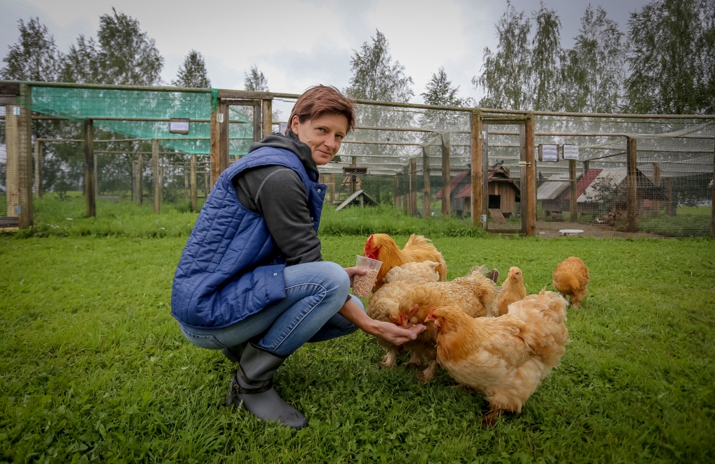 Zemnieku saimniecībā “Ezerlejas” Launkalnes pagastā enerģiski saimnieko ne vien Evita Jākobsone, bet arī zeltainais gailis Priekšnieciņš ar trim savām sievām un diviem pusaudžiem. Mini zoodārzā ikdiena rit savu gaitu, sezonas laikā ciemos tiek gaidīti tūristi un Smiltenes novada iedzīvotāji, kurus sagaida dažādi jaunumi. Evita atklāj, ka tomēr joprojām zemnieku saimniecība ir pārdošanā.                                                                                                                                                                                                                                                                                                                                                                                                                                         
Autors:  SANTA SINKA