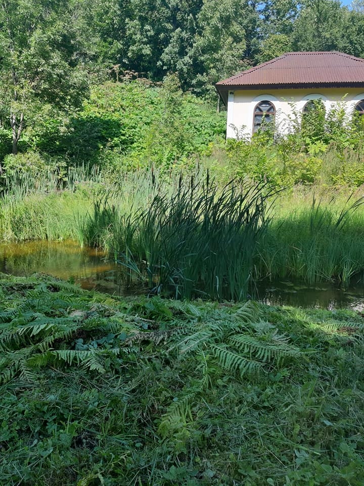 Smiltenē, Vecajā parkā pļaujot zāli, nopļautas arī dekoratīvās papardes. Neizpratnē par šādu apsaimniekotāju rīcību ir netālu esošo māju iedzīvotāja Ruta Madarāja-Veisa.                                                          
Autors:  NO PERSONĪGĀ ARHĪVA