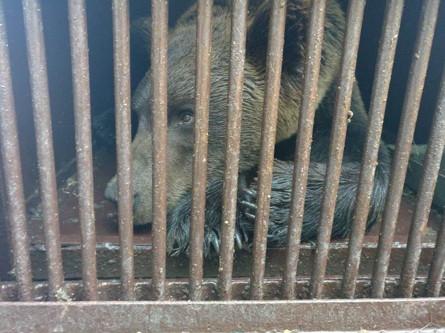 Lācis Proša Tallinas zoodārzā.
                               
Autors:  Madis Leivits
