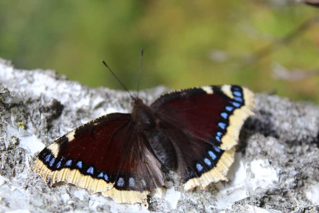 Mežs lieliski sniedz atelpu no pilsētas steigas un dod mums dažādas meža veltes! Var satikt arī dažādus meža iemītniekus!
Autors: Inese Meldere