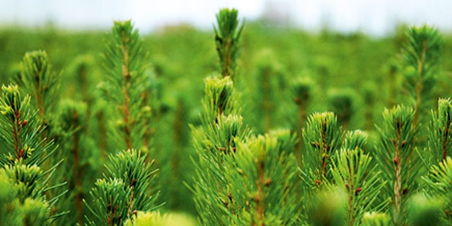 Autors: mezaavize.lv