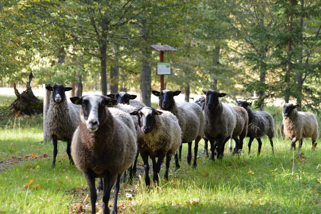 Jau otro sezonu “Marsu” dabiskās pļavas noganījis Latvijas Dabas fonda mobilais ganāmpulks – vairāk nekā 30 aitu.                                        

Autors: SANDRA PĒTERSONE