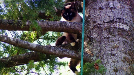 Autors: animalplanet.com