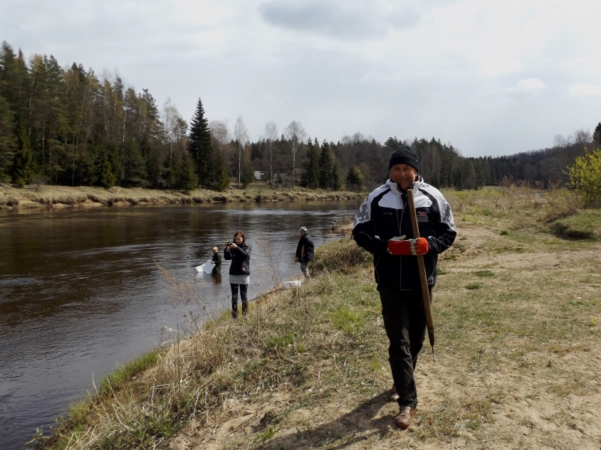 Viens no “Gaujas ilgtspējīgas attīstības biedrības”  mērķiem ir  nodrošināt zivju krājumus Gaujas upes baseinā. Attēlā – biedrība sadarbībā ar valsts nozīmes pētniecības centru “Bior”, Valsts Vides dienestu pavairo zušu kāpurus Gaujas baseinā.