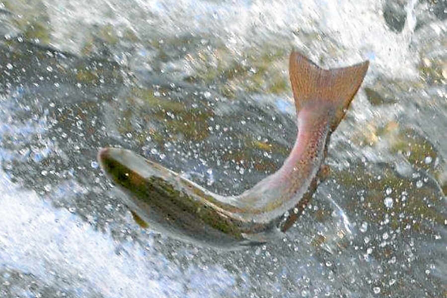 Autors: shropshirestar.com