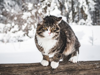 Autors: unsplash.com