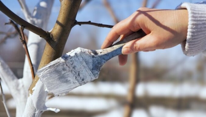 Autors: Shutterstock