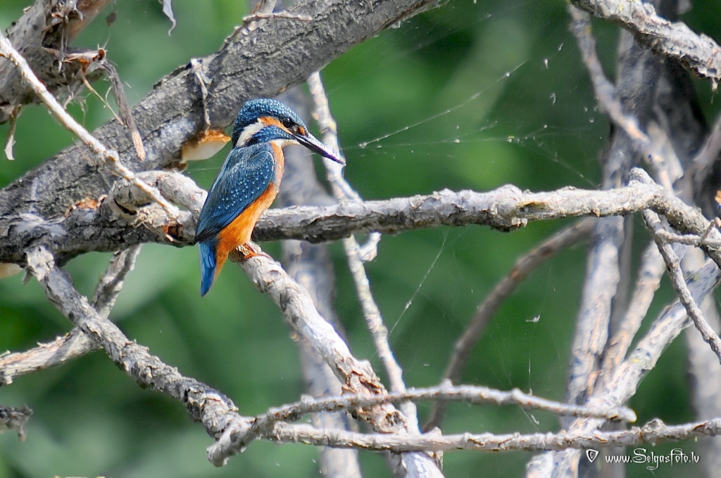 Autors: Selga Bērziņa