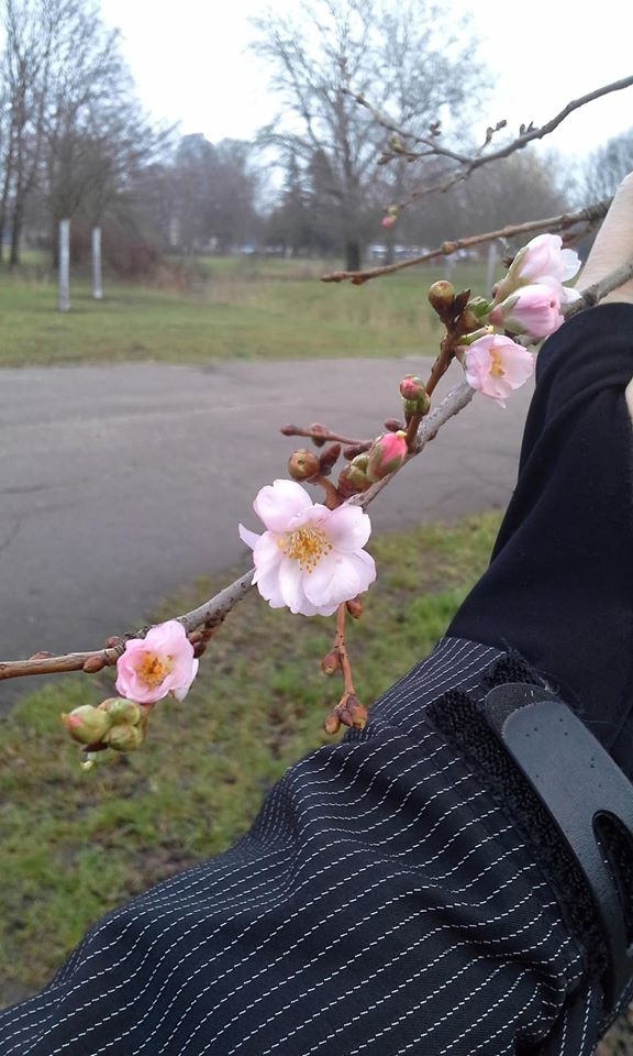 LTV laika ziņu redaktoru Tomu Brici šoziem visvairāk pārsteigusi decembra nogalē Rīgā, Uzvaras parkā, uzziedējusī sakura (japāņu ķiršu koks).                                                                                          
Autors:  GUNTA NEIJA