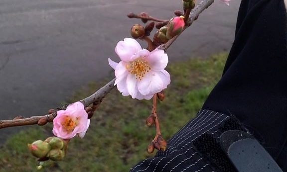 LTV laika ziņu redaktoru Tomu Brici šoziem visvairāk pārsteigusi decembra nogalē Rīgā, Uzvaras parkā, uzziedējusī sakura (japāņu ķiršu koks).                                                                                          
Autors:  GUNTA NEIJA